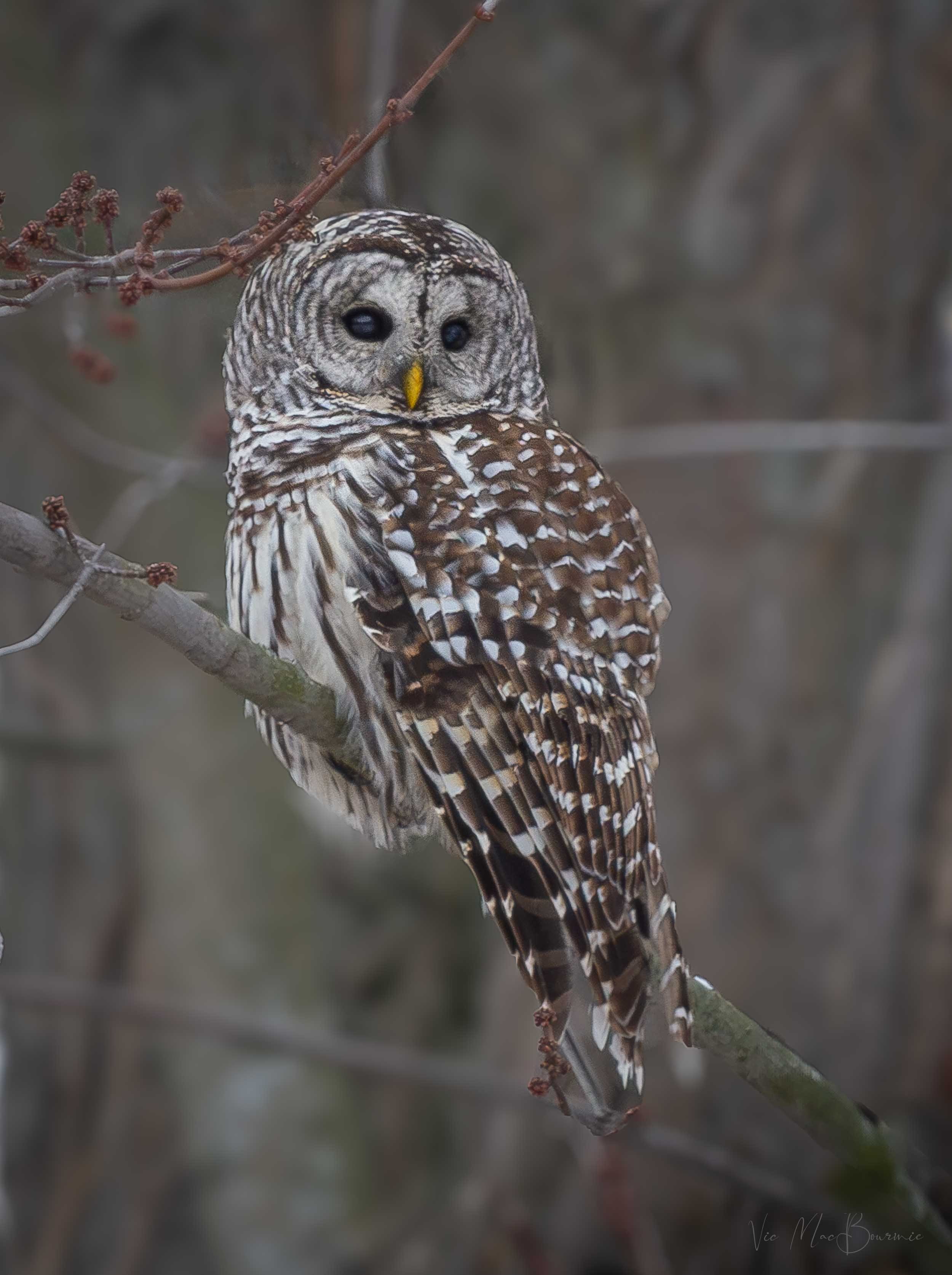 Pentax F* 300mm f4.5 ED IF: My favourite wildlife lens Pentax F* 300mm f4.5 ED IF: My favourite wildlife lens